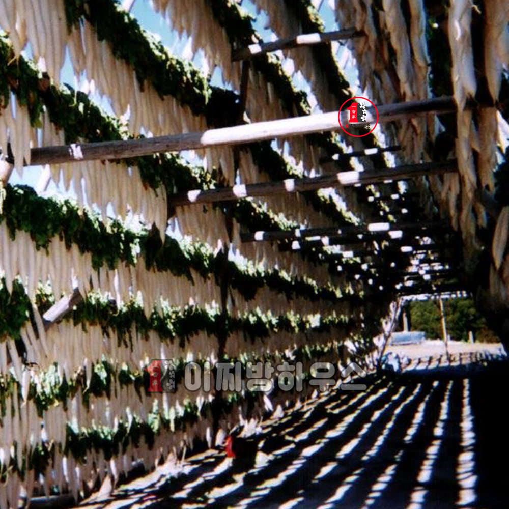 사나스 가고시마 단무지 500g x 2개 남국단무지 알밥단무지 일본 절임무